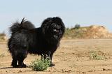 CHOW CHOW 108